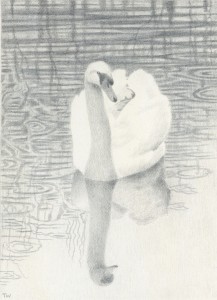 Silverpoint drawing of a swan - copyright Toni Watts
