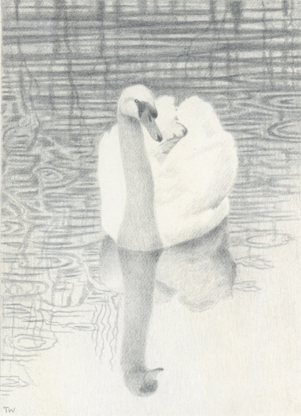 Silverpoint drawing of a swan
