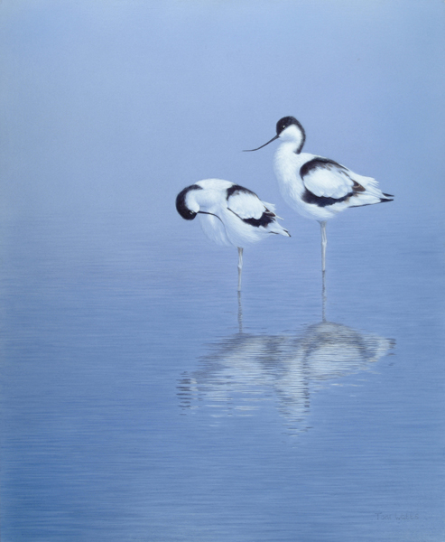 Avocets b+5,c+10,best c match R1800 velvet art 600