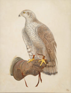 Goshawk