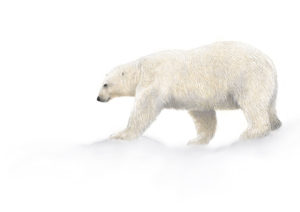 Polar Bear_small crop